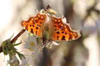 Polygonia c-album