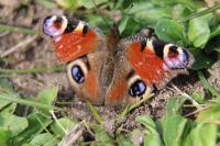 Aglais io