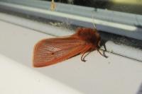Phragmatobia fuliginosa