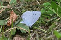 Celastrina argiolus