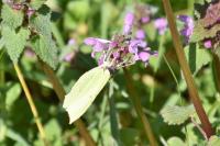 Gonepteryx rhamni