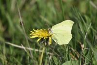 Gonepteryx rhamni