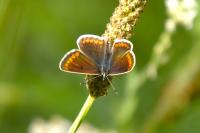 Aricia agestis