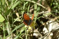 Lycaena phlaeas