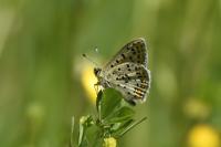 Lycaena tityrus