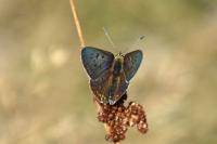 Lycaena tityrus