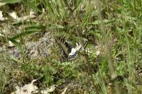 Papilio machaon