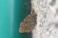 Lasiommata megera