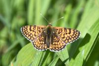 Melitaea cinxia