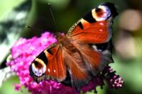 Aglais io