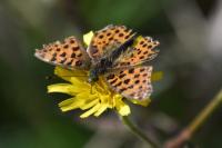 Issoria lathonia