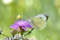 Pieris brassicae