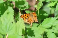 Polygonia c-album