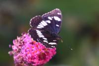 Limenitis reducta