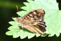 Pararge aegeria
