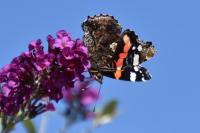 Vanessa atalanta