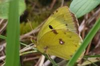 Colias alfacariensis