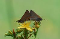 Thymelicus sylvestris