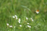 Anthocharis cardamines