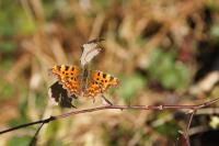Polygonia c-album