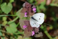 Pieris rapae