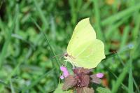 Gonepteryx rhamni