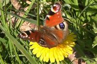 Aglais io