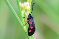 Zygaena trifolii