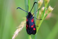 Zygaena trifolii