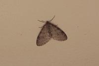 Trichopteryx carpinata