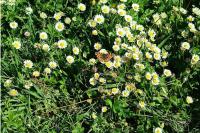 Araschnia levana