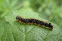 Malacosoma neustria