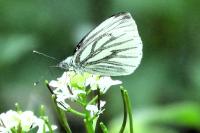 Pieris napi