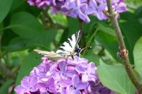 Iphiclides podalirius