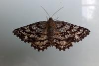 Ematurga atomaria