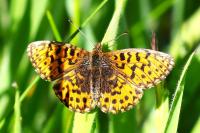 Boloria dia