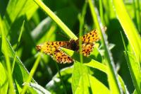 Boloria dia