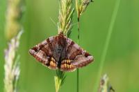 Euclidia glyphica