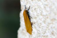 Wittia sororcula