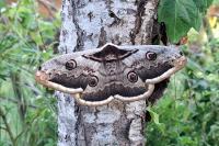 Saturnia pyri