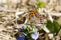 Issoria lathonia