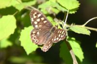 Pararge aegeria