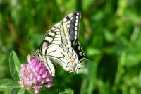 Papilio machaon