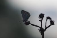 Aricia agestis