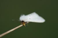 Diaphora mendica