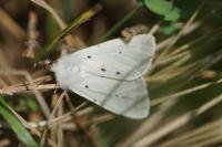 Diaphora mendica
