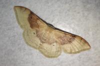 Idaea degeneraria