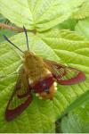 Hemaris fuciformis