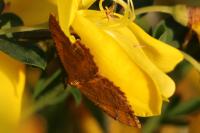 Camptogramma bilineata