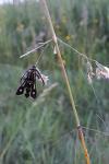 Pyropteron affine